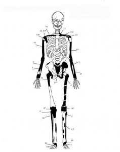 skeletos2